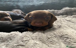 Dachshund dogs for sale: Dachshund puppy’s  - Image 7