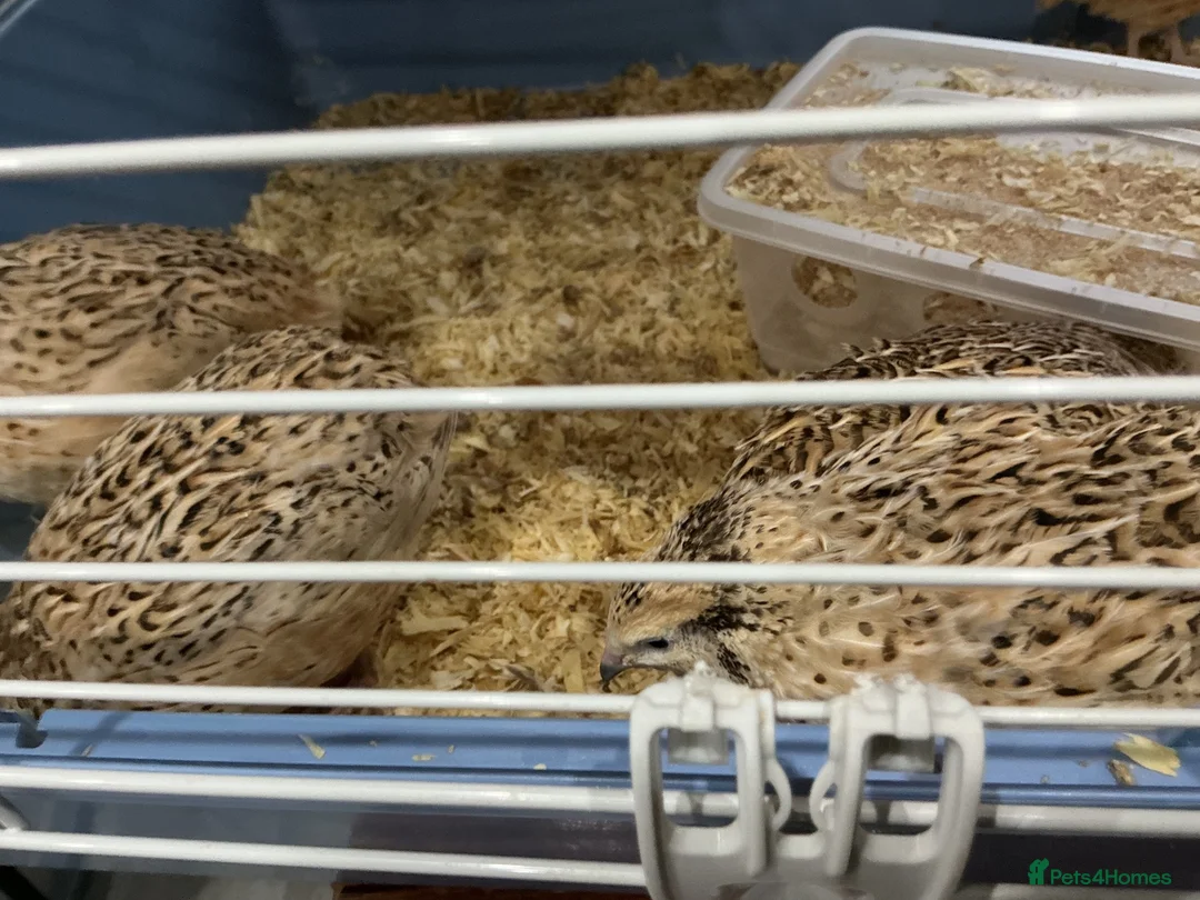 Mixed Breed birds for sale: Jumbo quail  in Birmingham - Advert 4