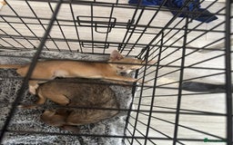 Chihuahua dogs for sale: 2 chihuahuas for sale  - Image 1
