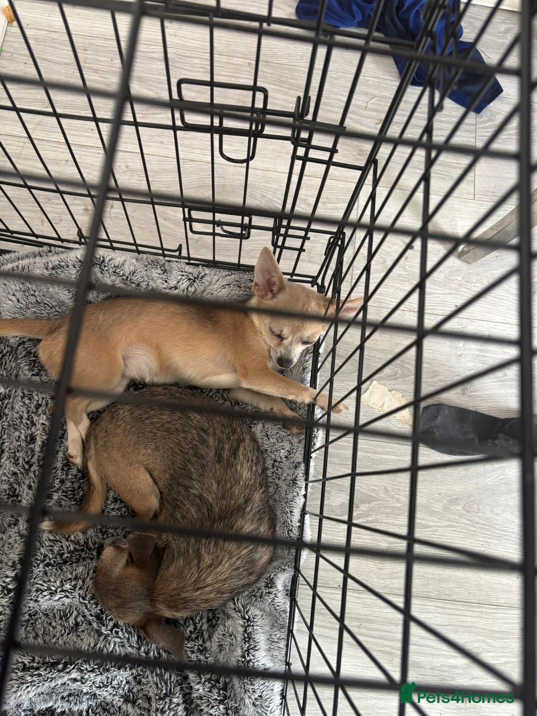 Chihuahua dogs for sale: 2 chihuahuas for sale  - Image 1