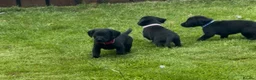 Cockerdor dogs for sale: Working Cockador Pups chocolate black white  - Advert 12