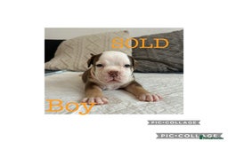 Olde English Bulldogge dogs for sale: 7 olde English bulldogs puppies - Image 5