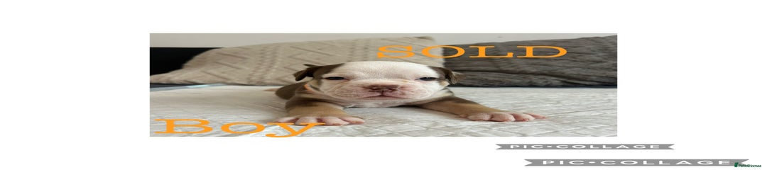 Olde English Bulldogge Puppy 2