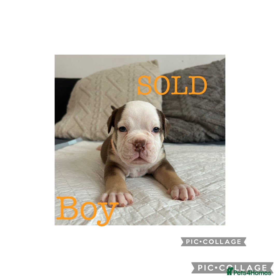 Olde English Bulldogge dogs for sale: 7 olde English bulldogs puppies - Image 5