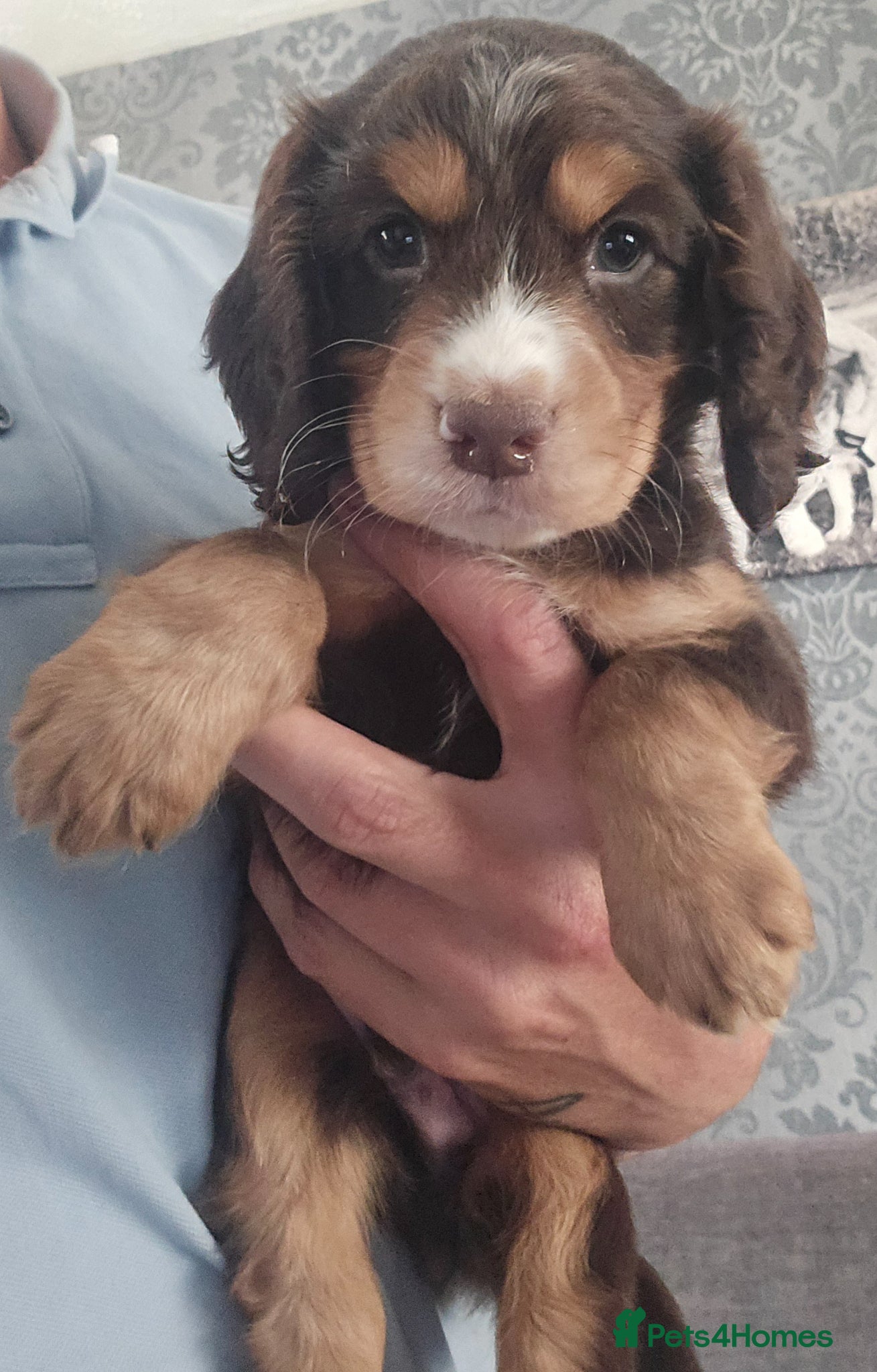 Cocker Spaniel dogs Health tested working cockers  - Advert 2
