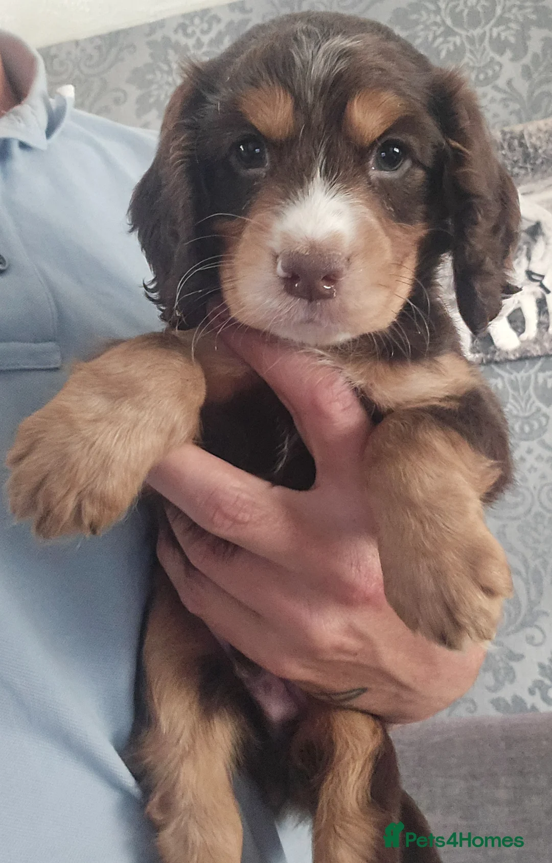 Cocker Spaniel dogs for sale: Health tested working cockers  - Advert 1