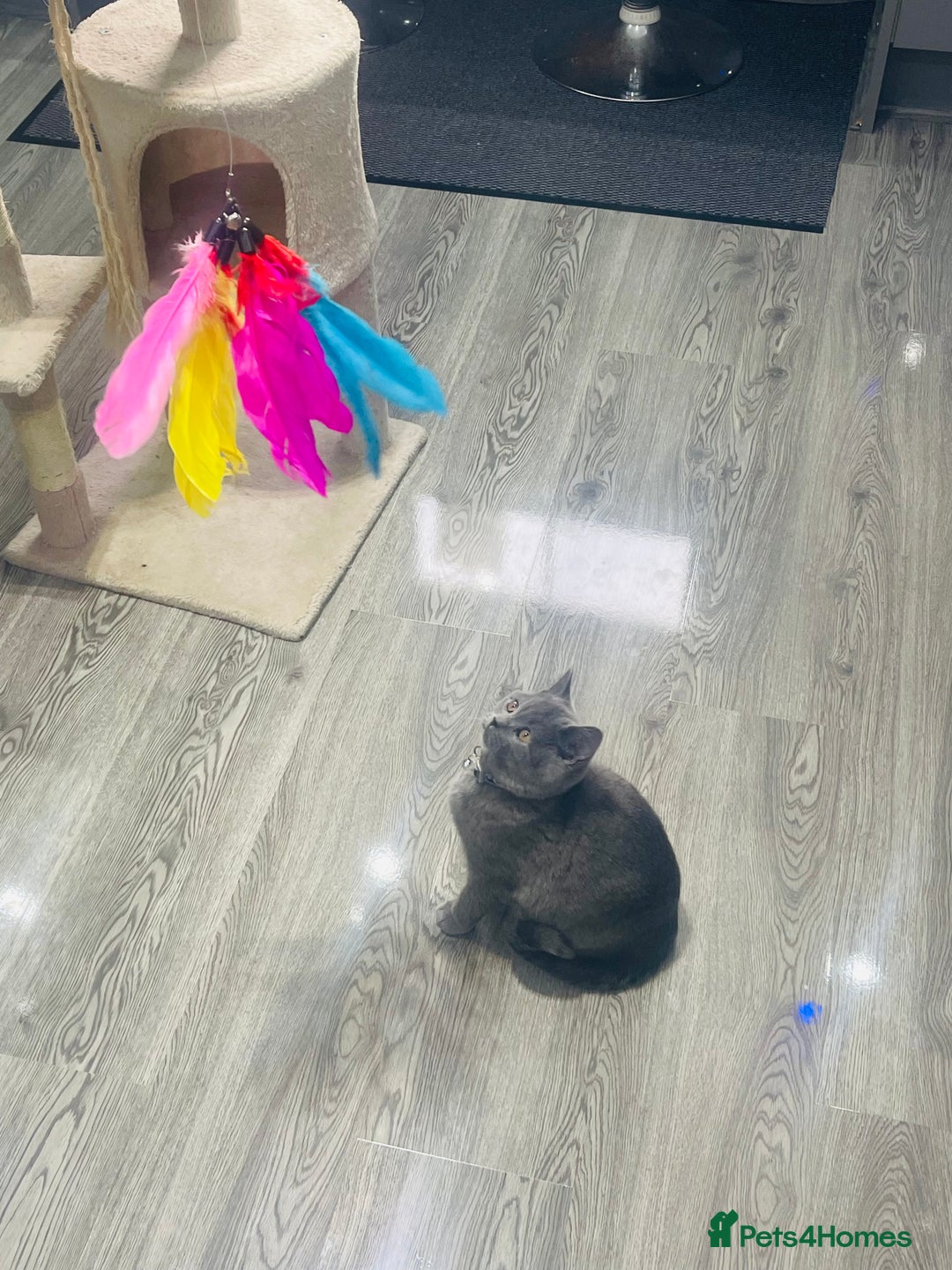 British Shorthair cats for sale: Beautiful Blue Chunky British Shorthair Girl! - Advert 11