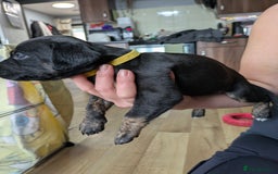 Mixed Breed dogs for sale: Jack, Springer X staffy, lurcher puppies - Image 23