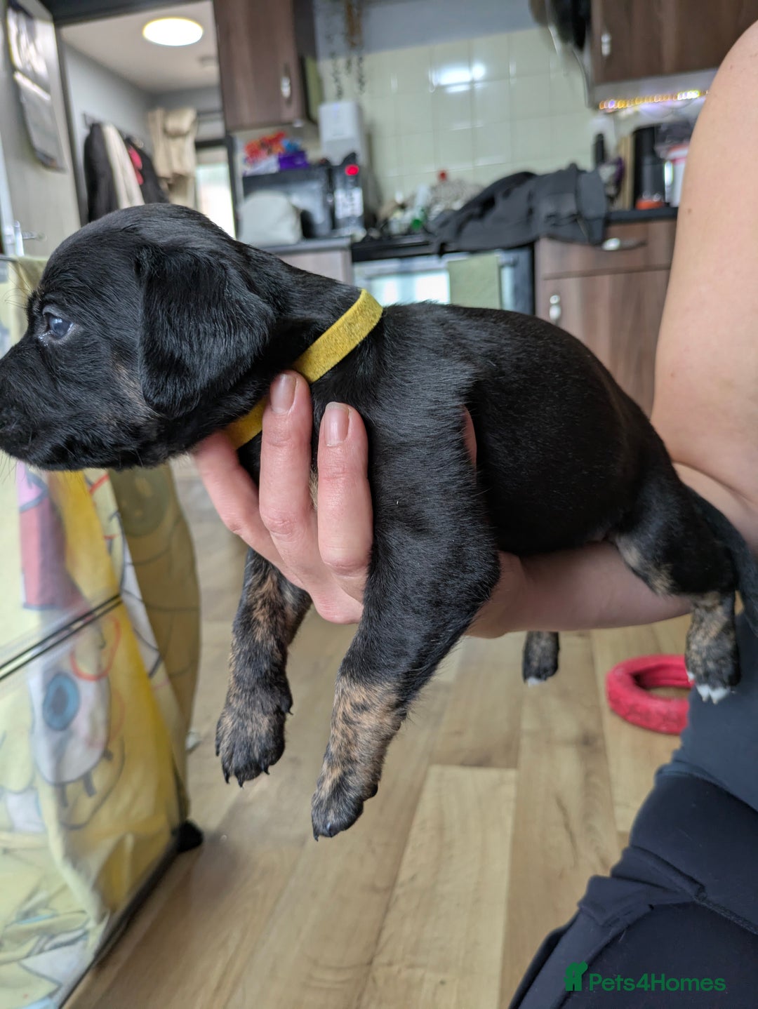 Mixed Breed dogs for sale: Jack, Springer X staffy, lurcher puppies - Image 23
