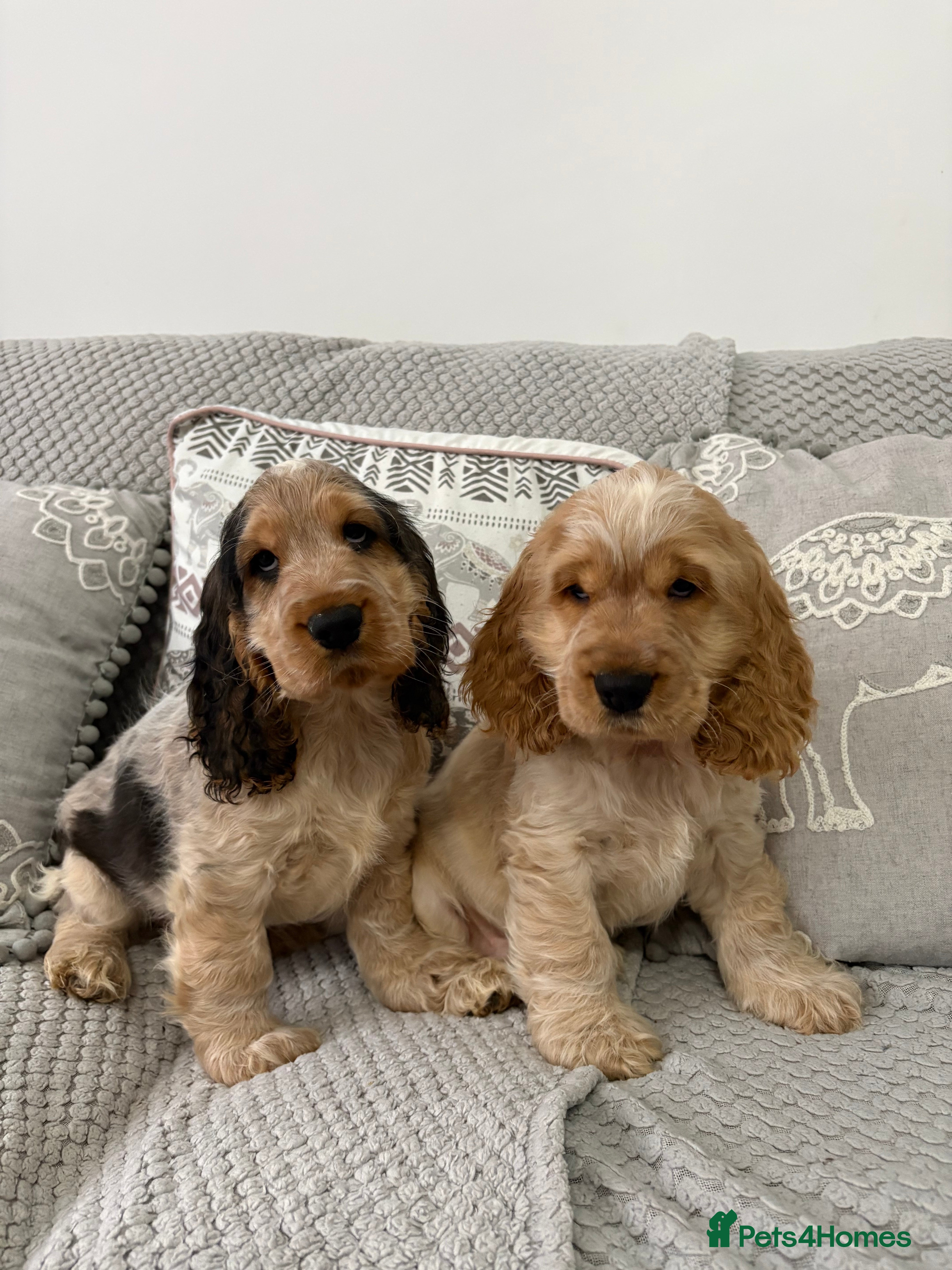 Cocker Spaniel dogs KC Reg Delightful Show Type Cocker Spaniels - Advert 1