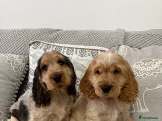 Cocker Spaniel dogs KC Reg Delightful Show Type Cocker Spaniels - Advert 1