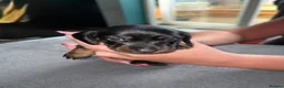 Dachshund dogs for sale: Beautiful Dachsunds puppies  - Advert 7