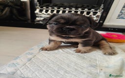 French Bulldog dogs for sale: 🐾 Premium Fluffy French Bulldog Puppies 🐾 - Image 7