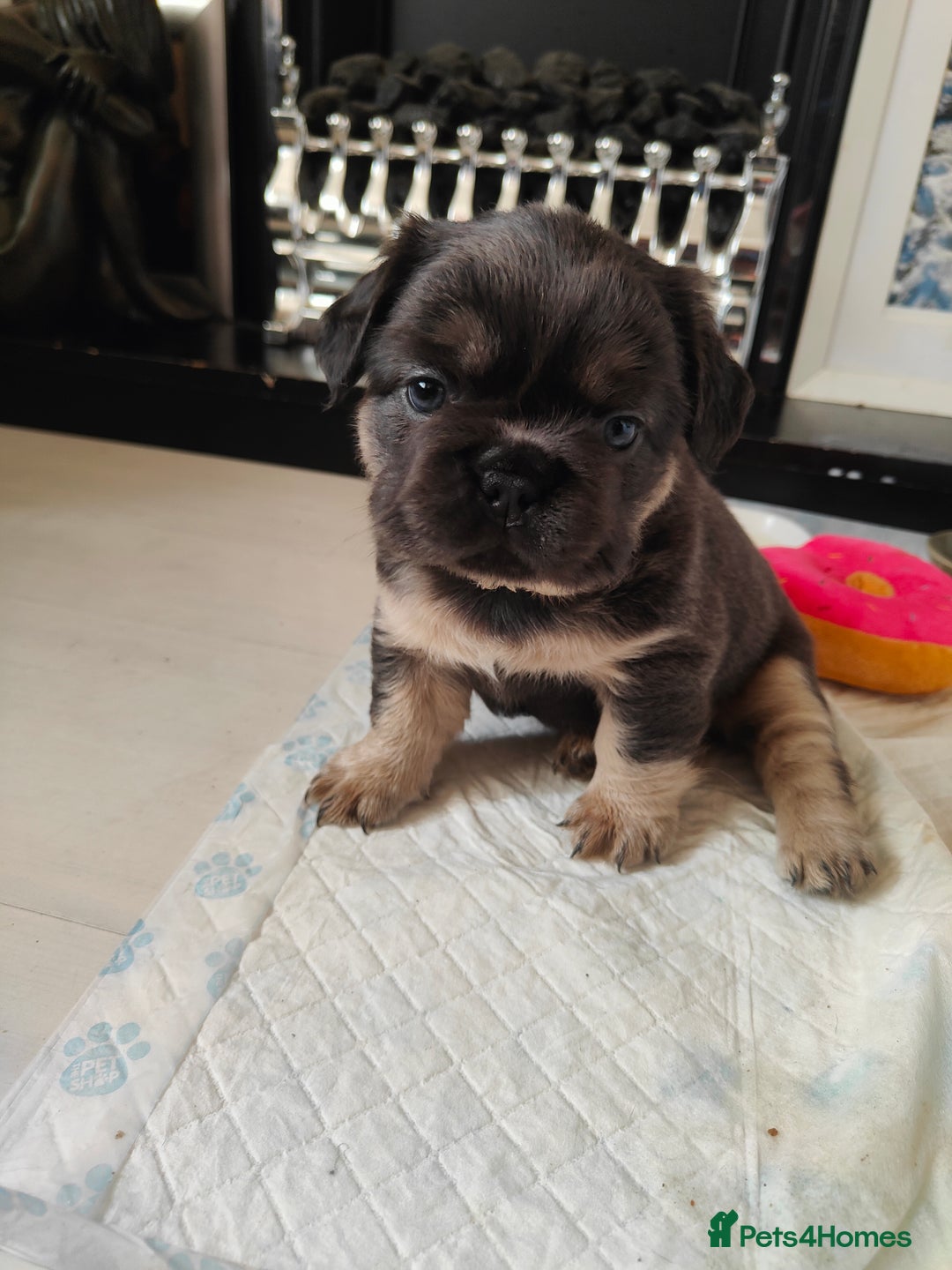 French Bulldog dogs for sale: 🐾 Premium Fluffy French Bulldog Puppies 🐾 - Image 7