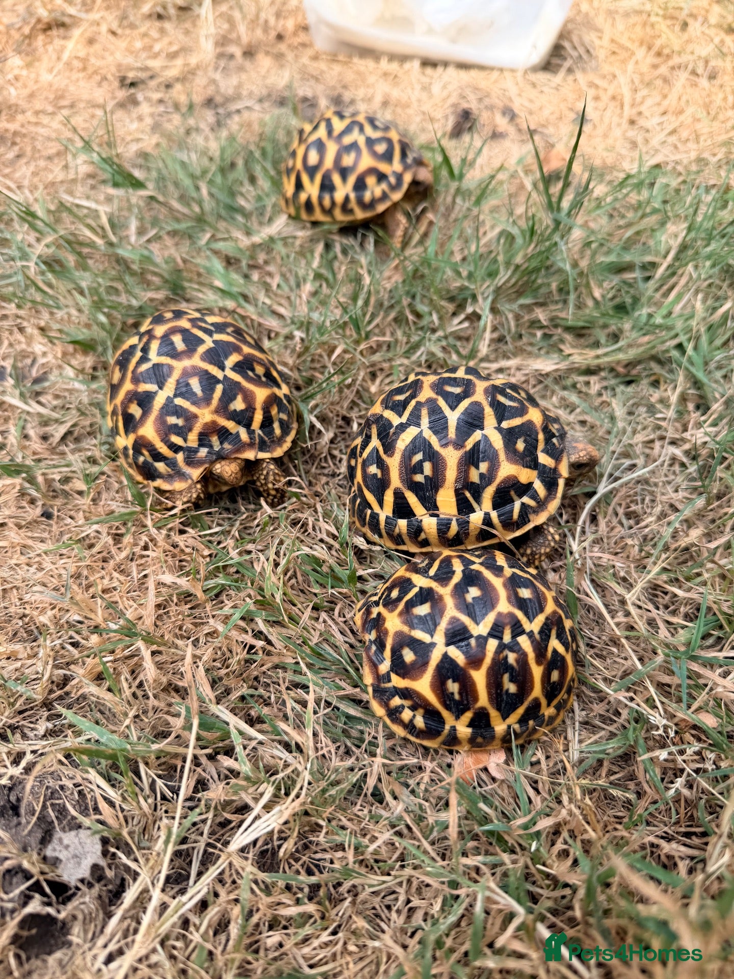 Tortoise reptiles Indian star tortoise - Advert 4