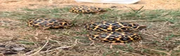 Tortoise reptiles for sale: Indian star tortoise - Advert 1