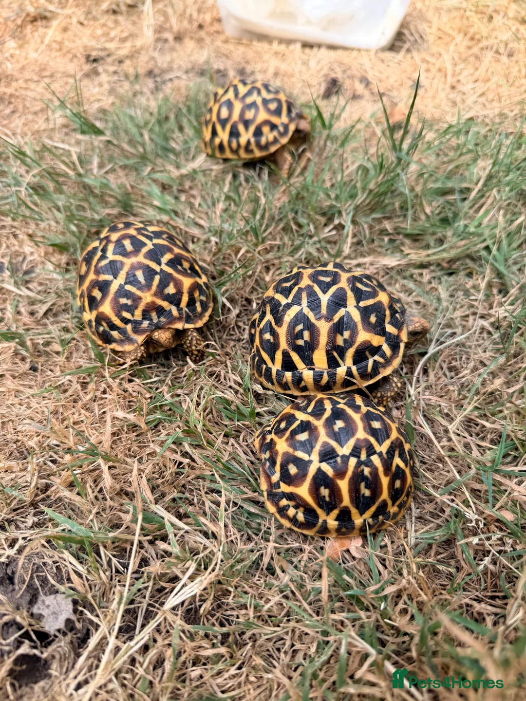 Tortoise reptiles for sale: Indian star tortoise - Advert 1