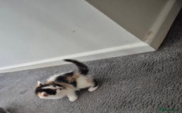 British Longhair cats for sale: British longhair - Image 3