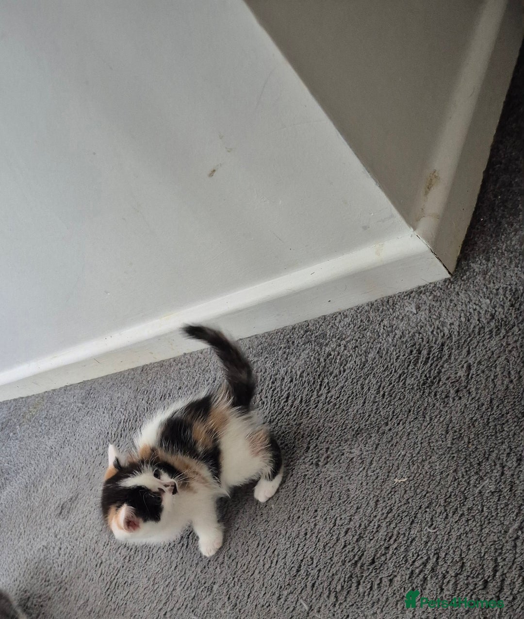 British Longhair cats for sale: British longhair - Image 3