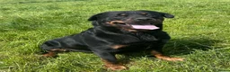 Rottweiler dogs for sale: LUNA🤍ROTTWEILER GIRL 5⭐️HOME - Advert 3