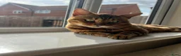Bengal cats for sale: Male bengal   in Woodbridge - Advert 6