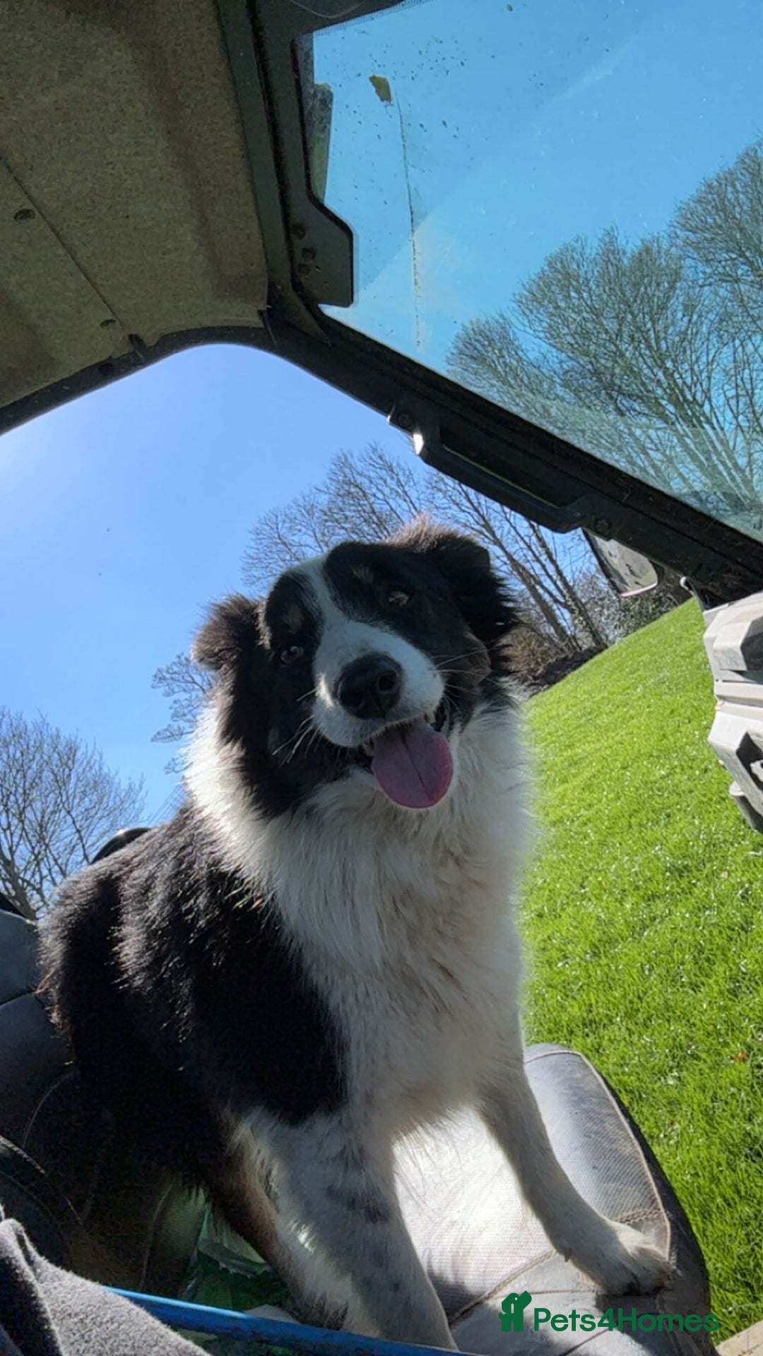Border Collie dogs for sale: Border collie puppies - Image 3
