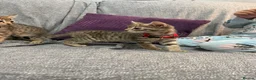 Domestic Shorthair cats for sale: Domestic shorthair kittens  - Advert 4
