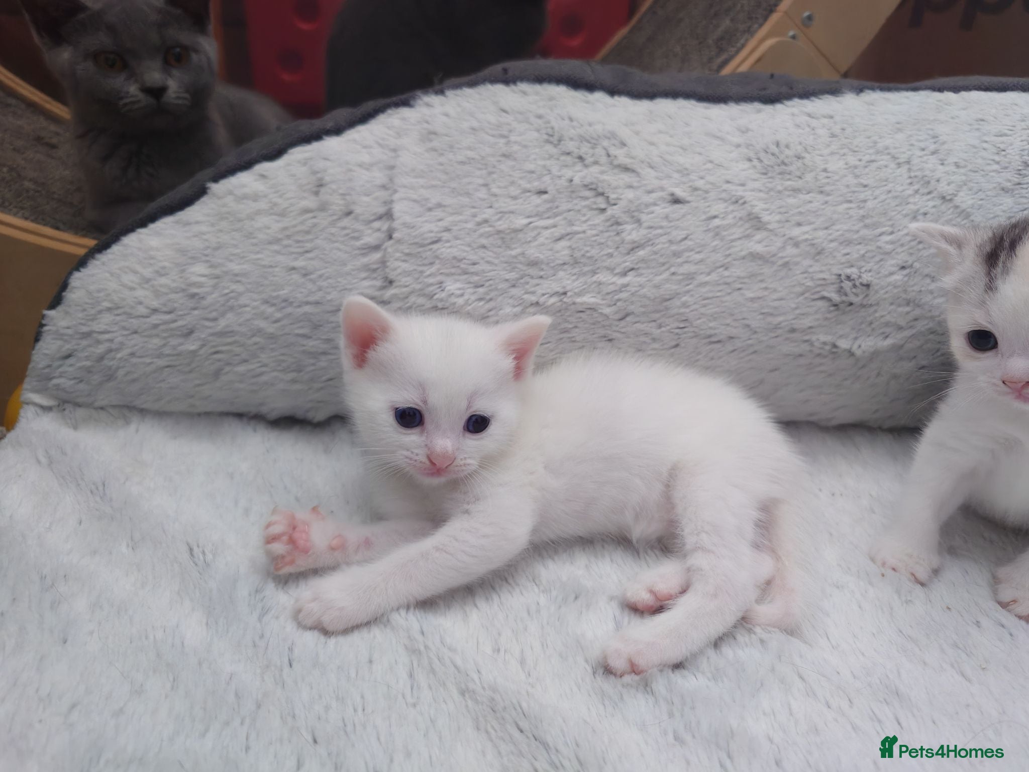 Mixed Breed cats British shorthair mixed kittens.  - Advert 1