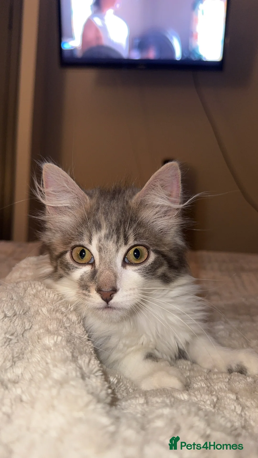 Mixed Breed cats for sale: Loving Gorgeous Male Kitten - Advert 4