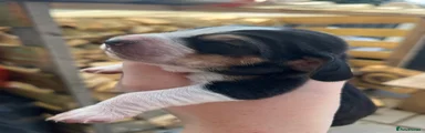 Basset Hound 8