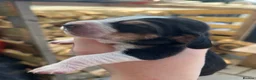Basset Hound dogs for sale: Beautiful KC registered basset hounds - Advert 3