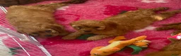 Cavapoo dogs for sale: F1 Fox red cavapoo  girls available 🐶 - Advert 3