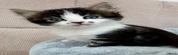 Mixed Breed cats for sale: Stunning 4 Tabby  Kittens Ready for Homes - Advert 23