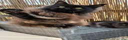 Maine Coon cats for sale: 2 Stunning Retired Mainecoon Girls to go together - Advert 8