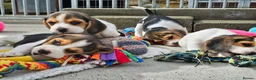 Beagle dogs for sale: Little Beagle Sweetheart, Big Personalities Litter - Advert 2