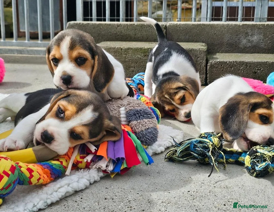 Beagle dogs for sale: Little Beagle Sweetheart, Big Personalities Litter - Advert 2
