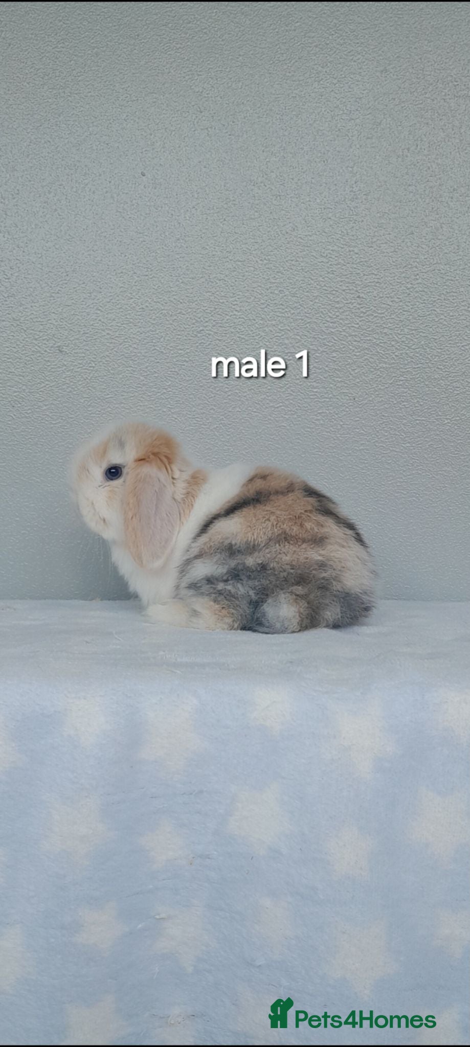 Mini Lop rabbits Purebred mini lop rabbits  - Advert 1