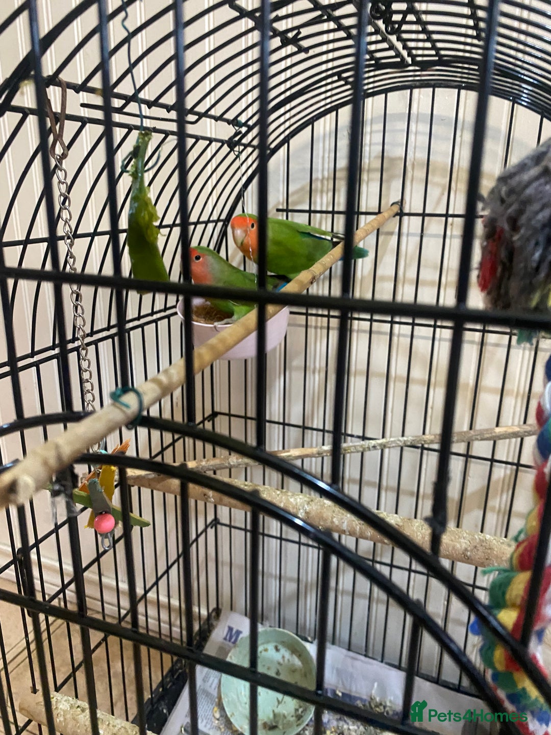 Lovebirds birds for sale: African Lovebirds (male & female) - Advert 6