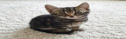 Mixed Breed cats for sale: Stunning Bengal Mix Kitten - Advert 18