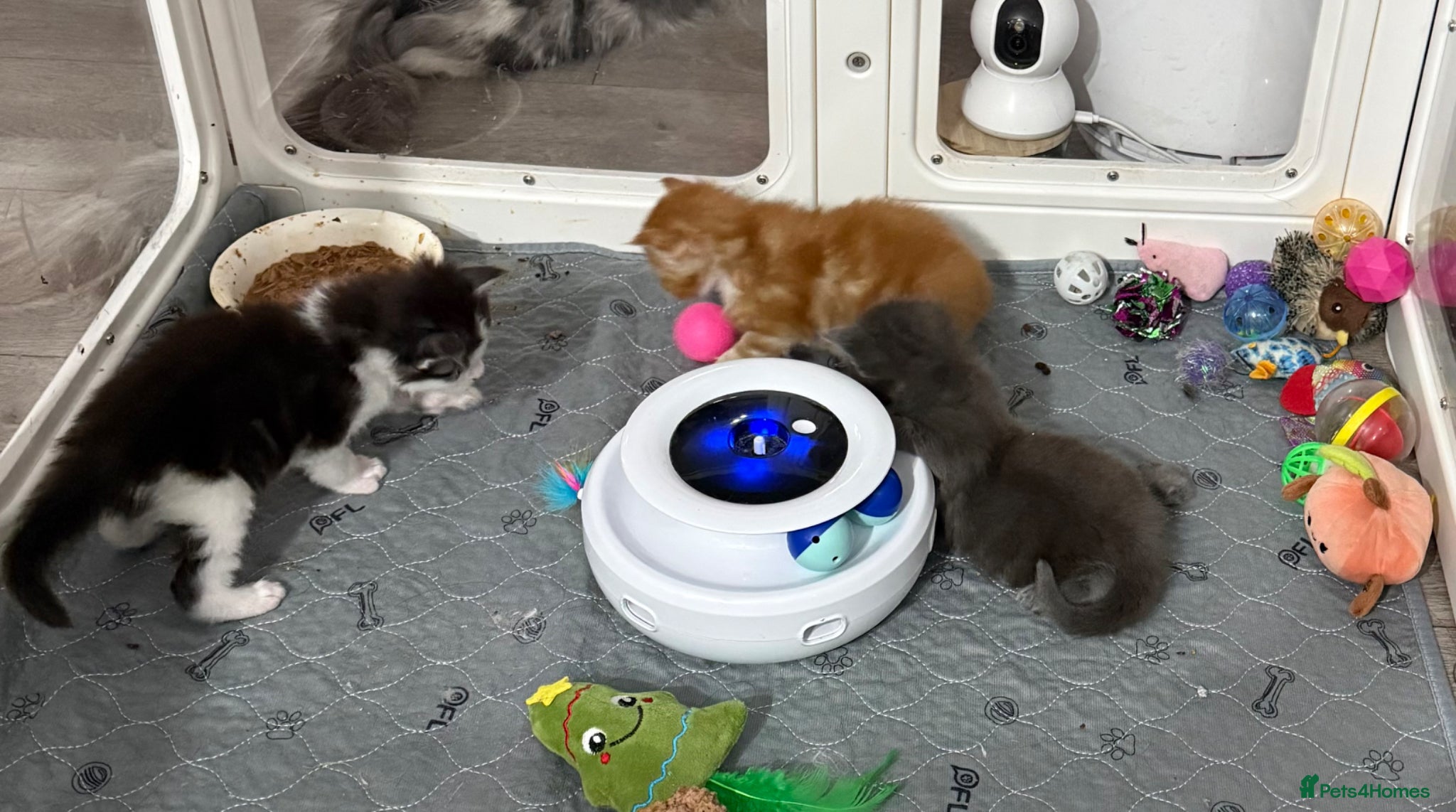 Maine Coon cats Maine coon kittens Tica registered parents  - Advert 2