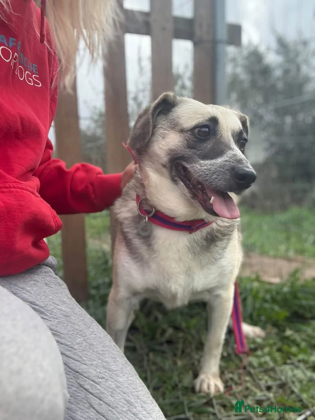 Mixed Breed dogs for adoption: Cindy - Norwich Norfolk  in Norwich - Advert 1