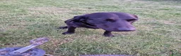 Labrador Retriever dogs for sale: Black Labrador puppy from working lines in Bromsgrove - Advert 5