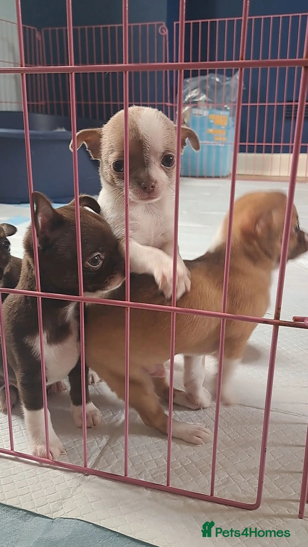 Chihuahua dogs for sale: Chihuahua Puppies  in Norwich - Advert 2