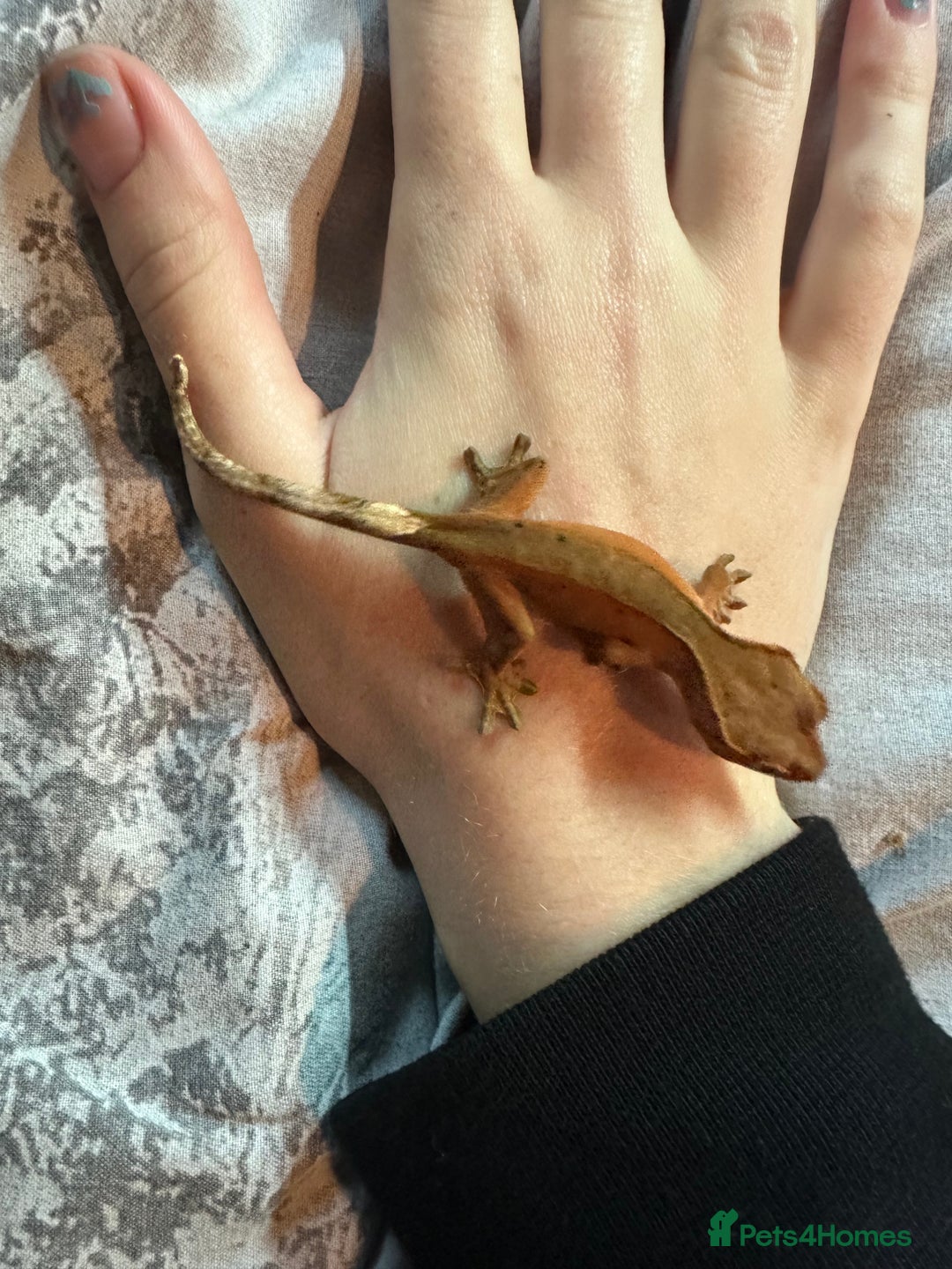 Gecko reptiles for sale: Crested geckos  - Advert 4