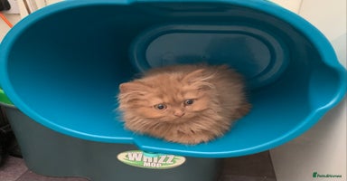 British Longhair cats - Advert 14