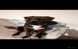 Mixed Breed dogs for sale: tolling retriever  - Image 3
