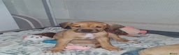 Mixed Breed dogs for sale: Puppys  - Advert 4