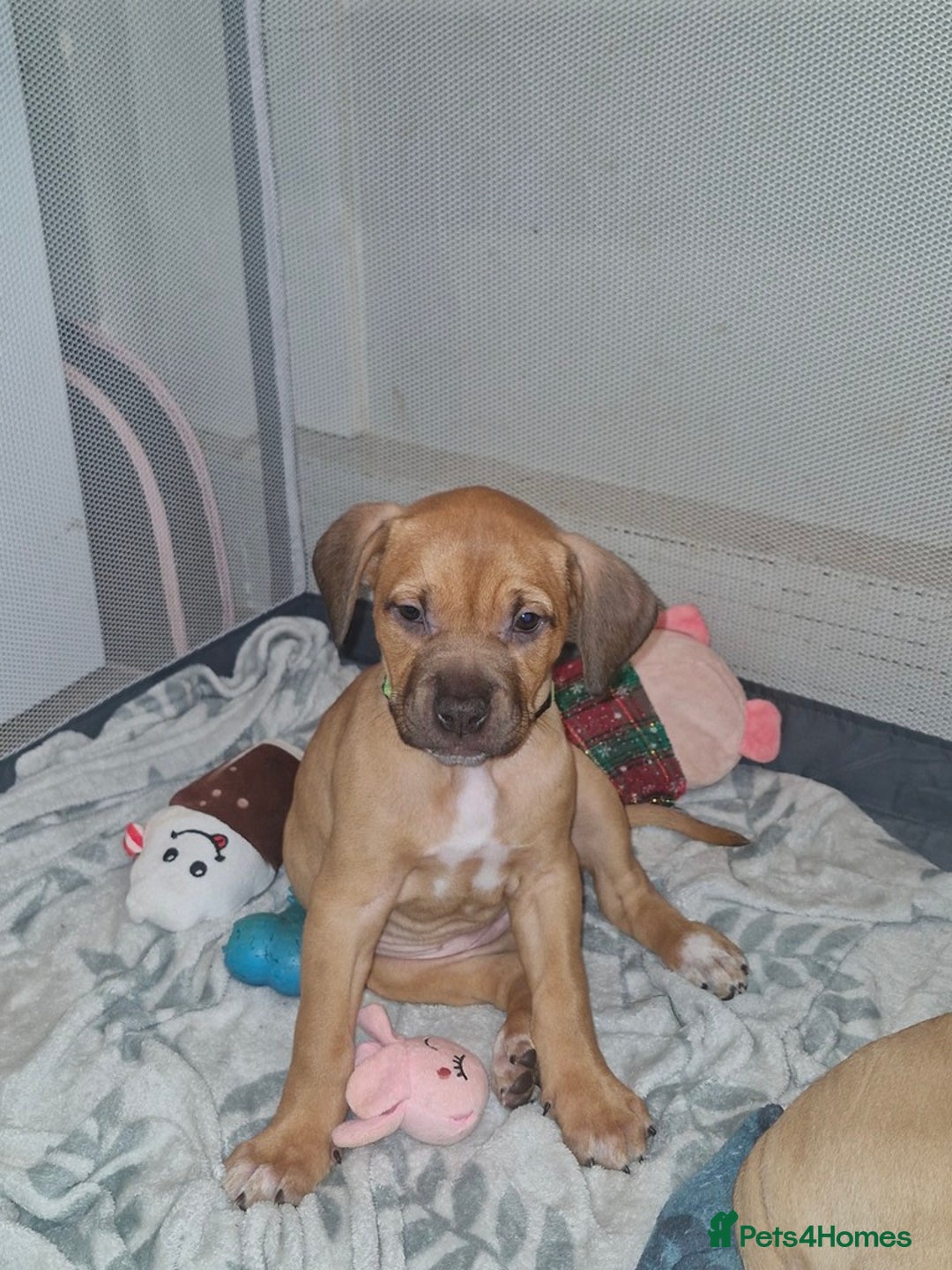 Mixed Breed dogs for sale: Puppys  - Advert 4