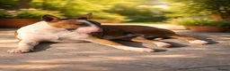 English Bull Terrier dogs for sale: English bull terrier puppy (female)  - Advert 5