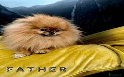 Pomeranian dogs for sale: 💎Extra Small Teddy Face🧸  - Image 6